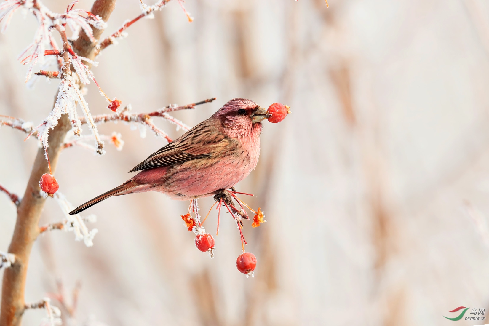 红腰朱雀美味热烈祝贺本帖荣获鸟网首页每日精华