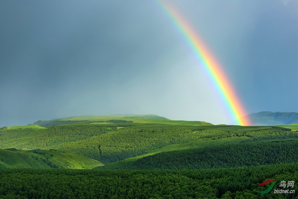 "绿野飞虹"