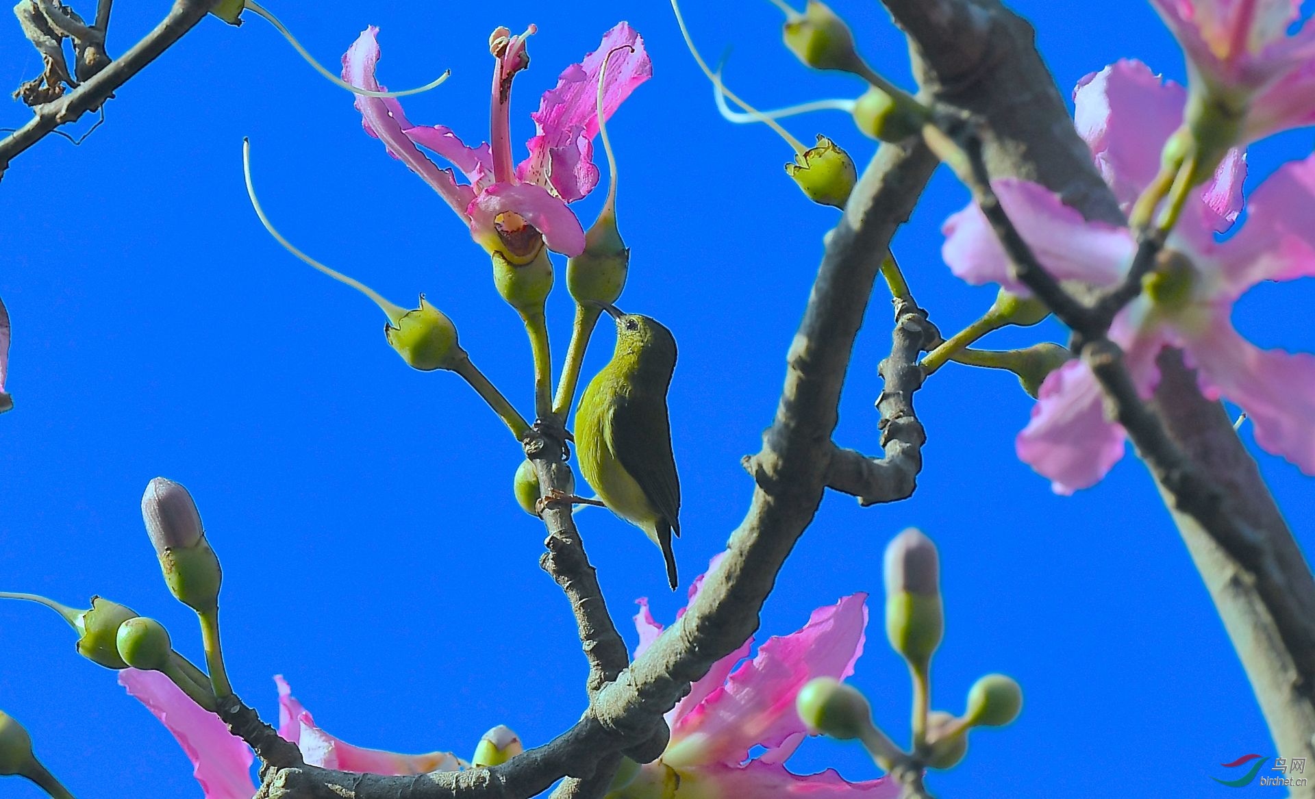 花与鸟