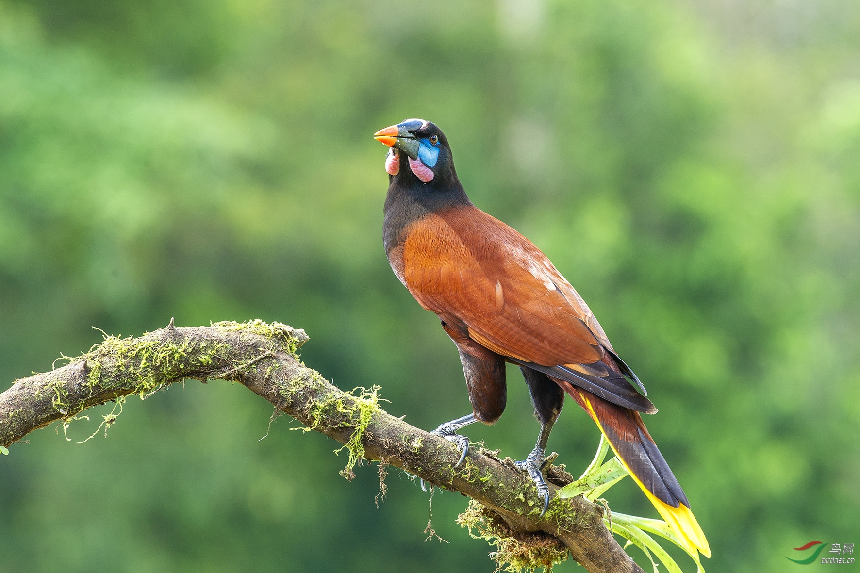 棕拟椋鸟荣获首页精华