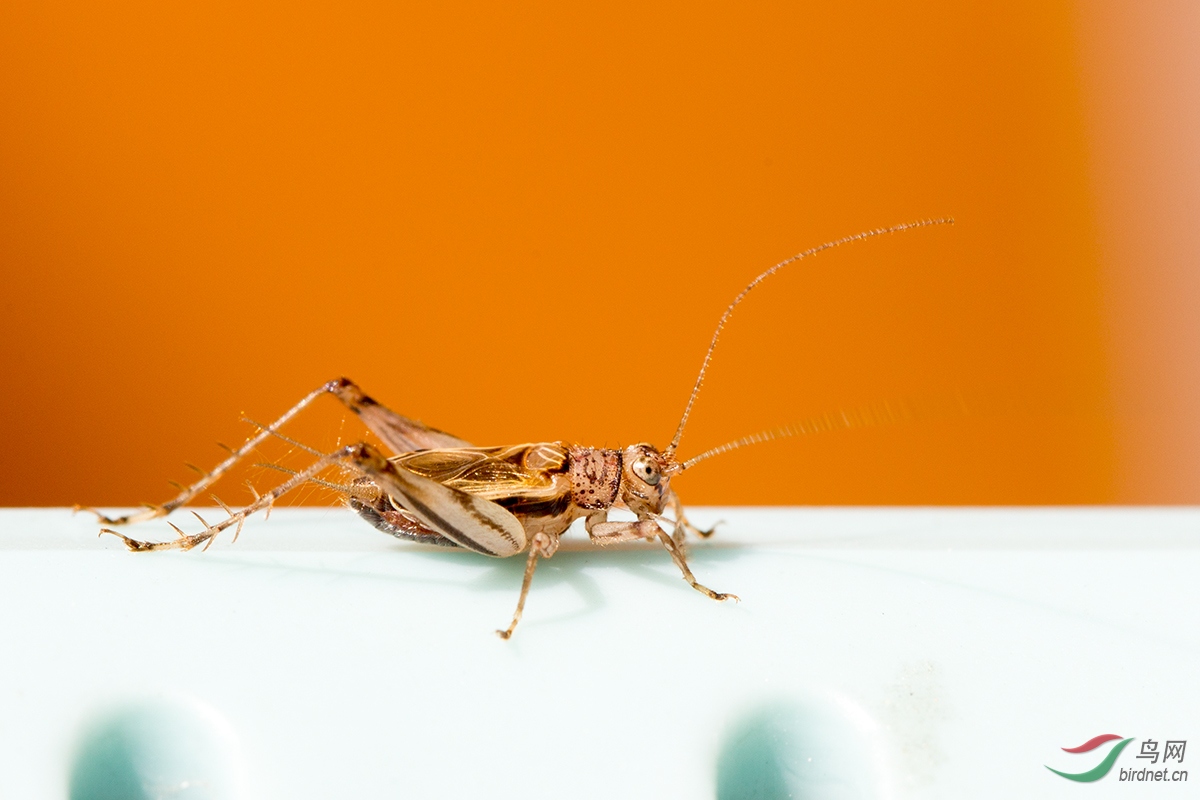 欢度国庆金蛉子