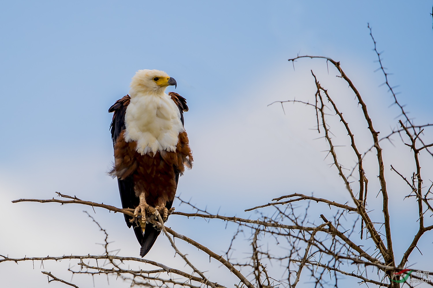 非洲海雕吼海雕