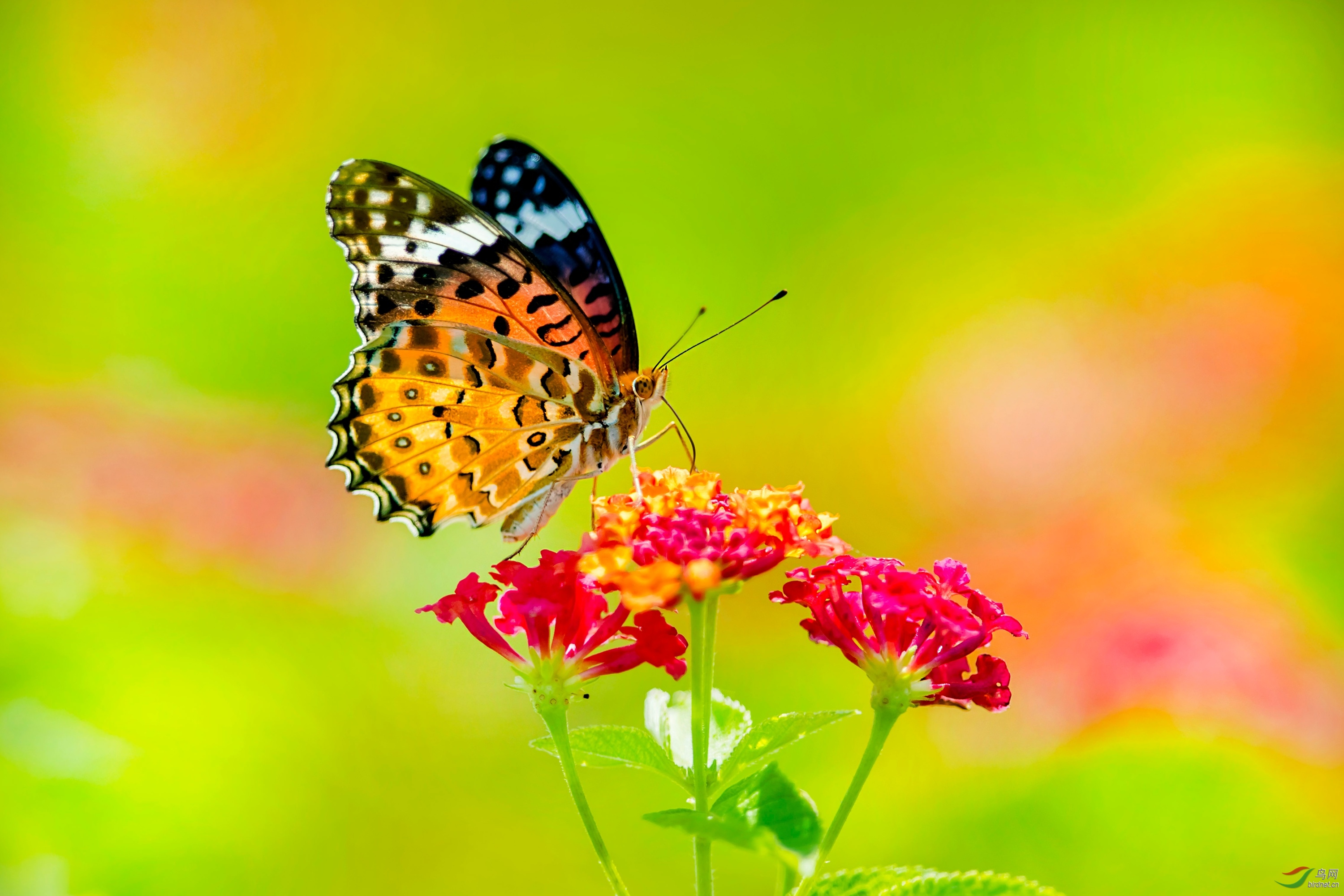 动物蝴蝶斐豹蛱蝶