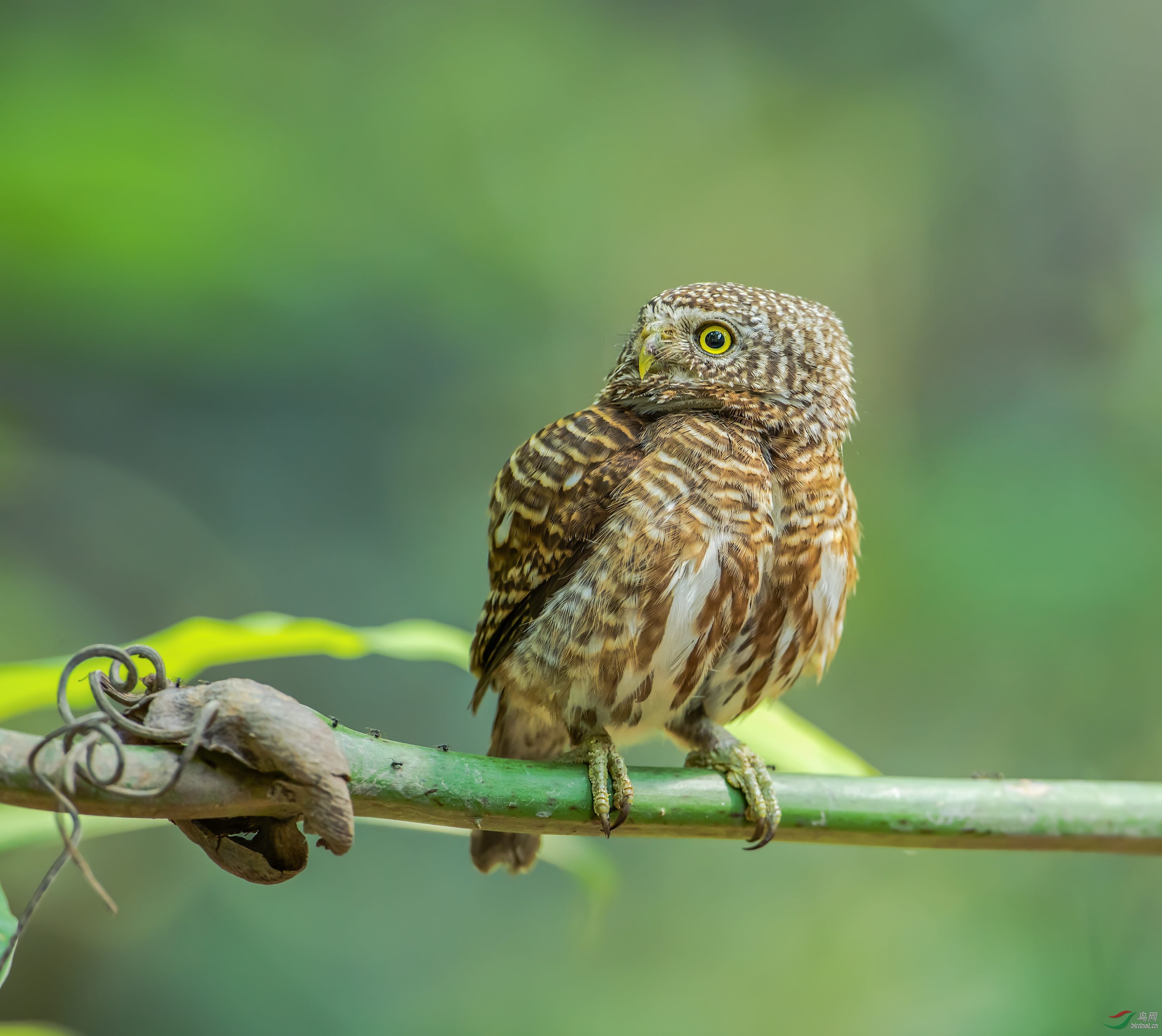 领鸺鹠 - 青海版 qinghai 鸟网