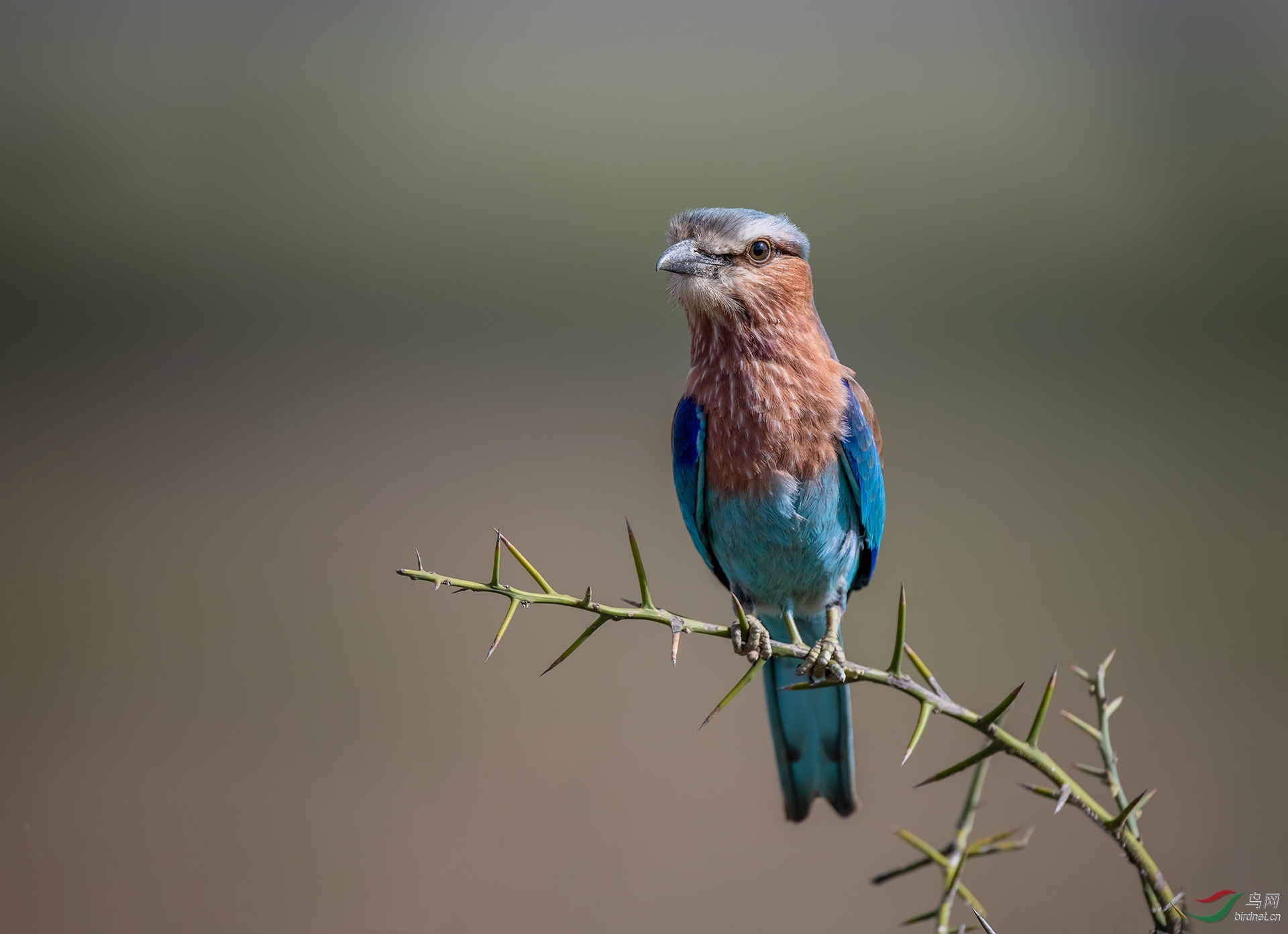 棕胸佛法僧祝贺首页精华