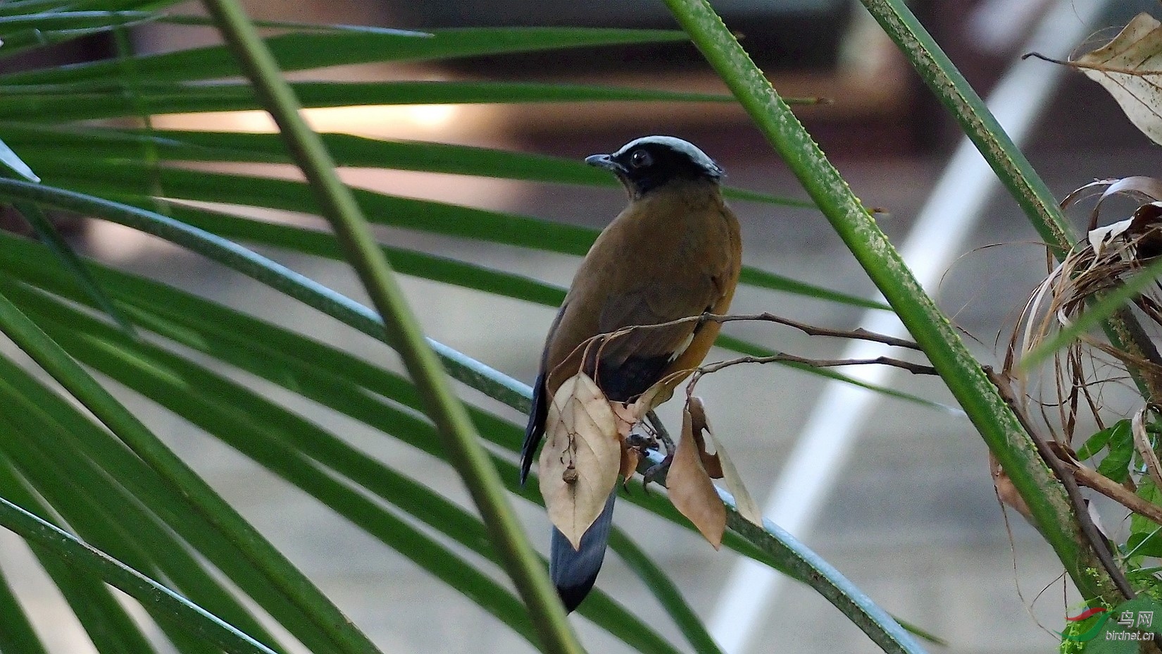 川大近期明星鸟紫宽嘴鸫雌鸟