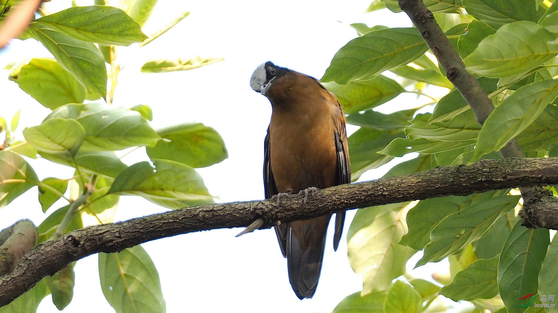川大近期明星鸟紫宽嘴鸫雌鸟