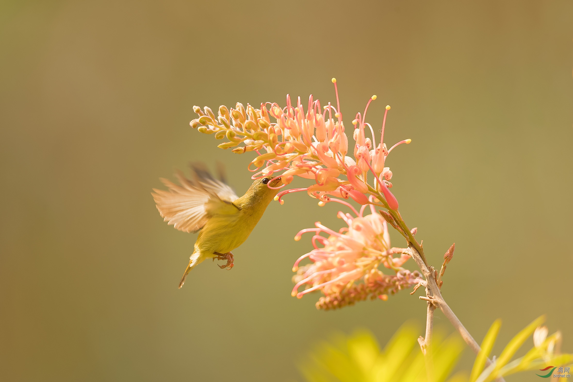 银桦花开叉尾来