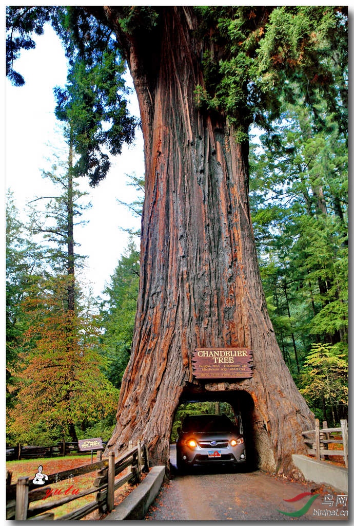 红木国家公园树洞