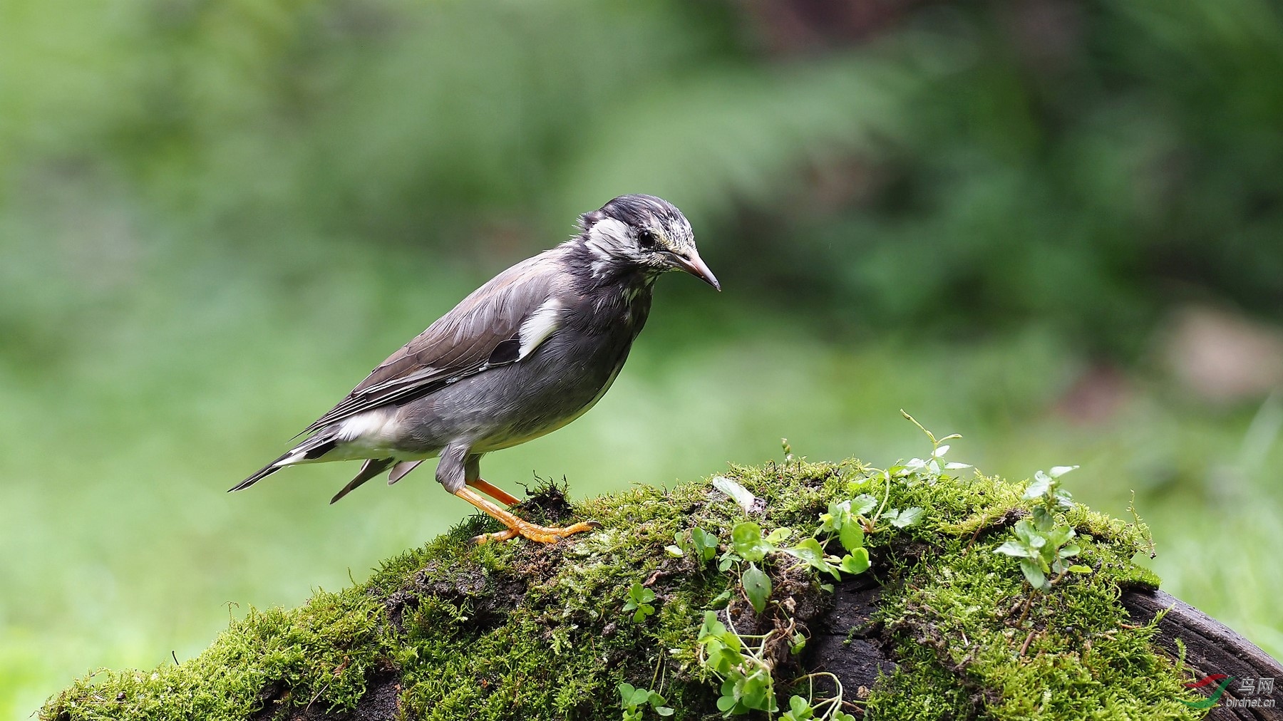 新编川味鸟民歌灰椋鸟