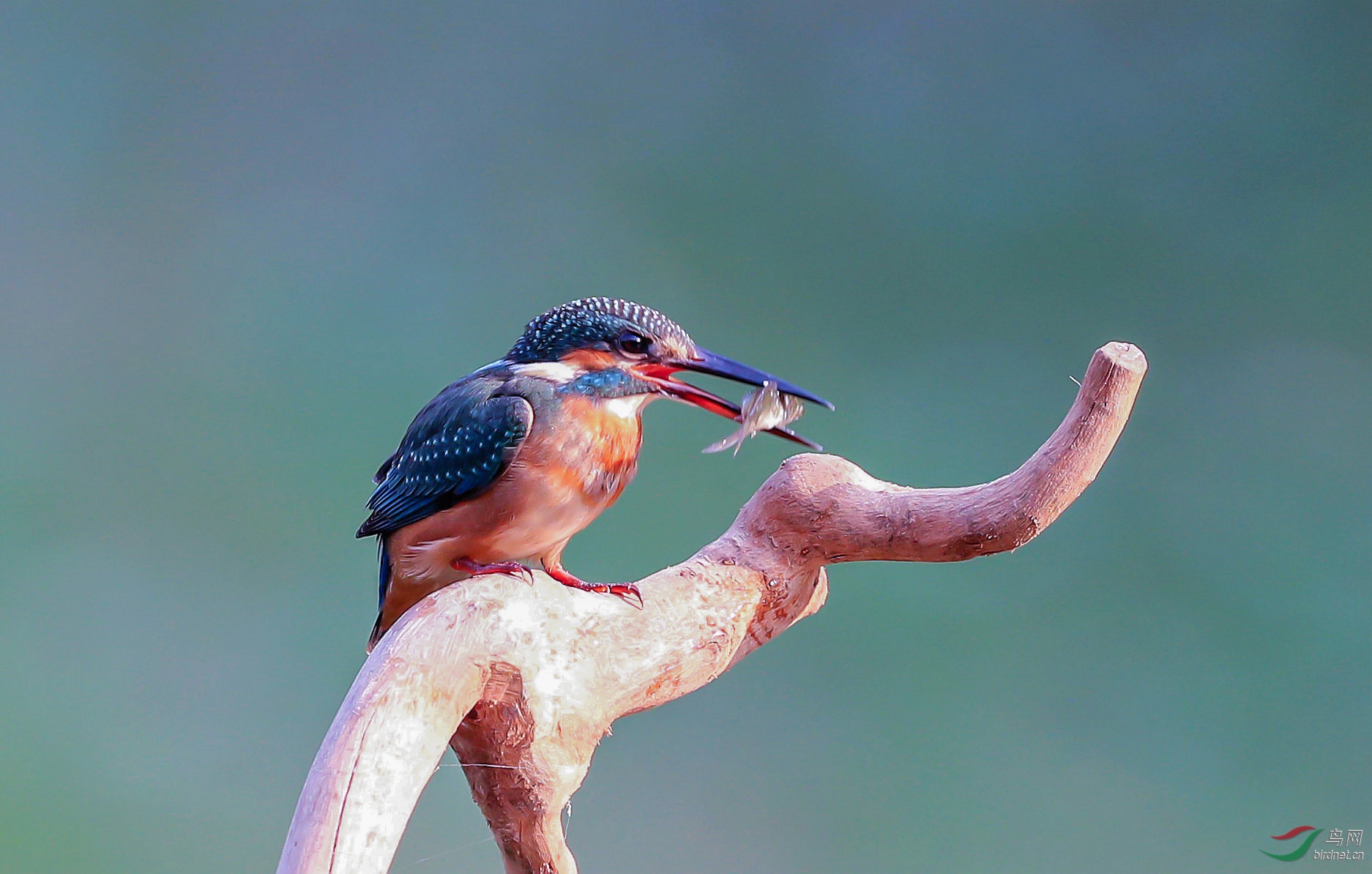 翠鸟叼鱼