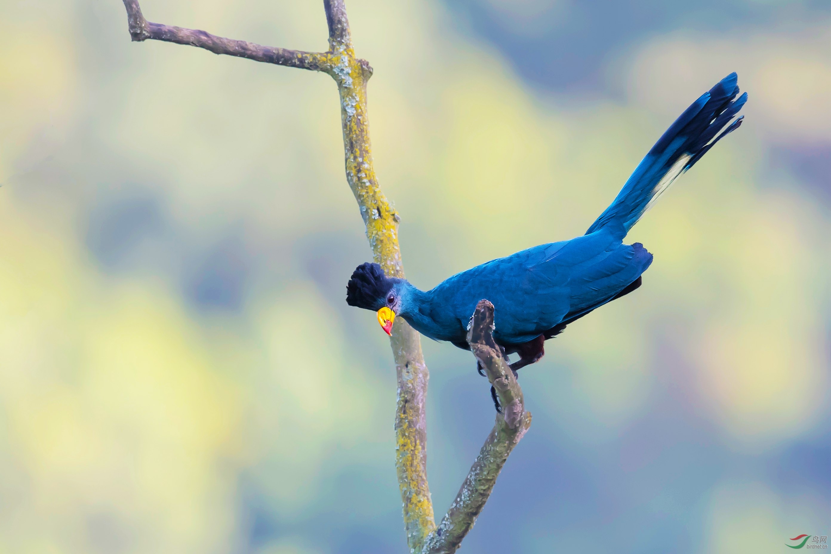 蓝颊蕉鹃祝贺荣获首页鸟类精华