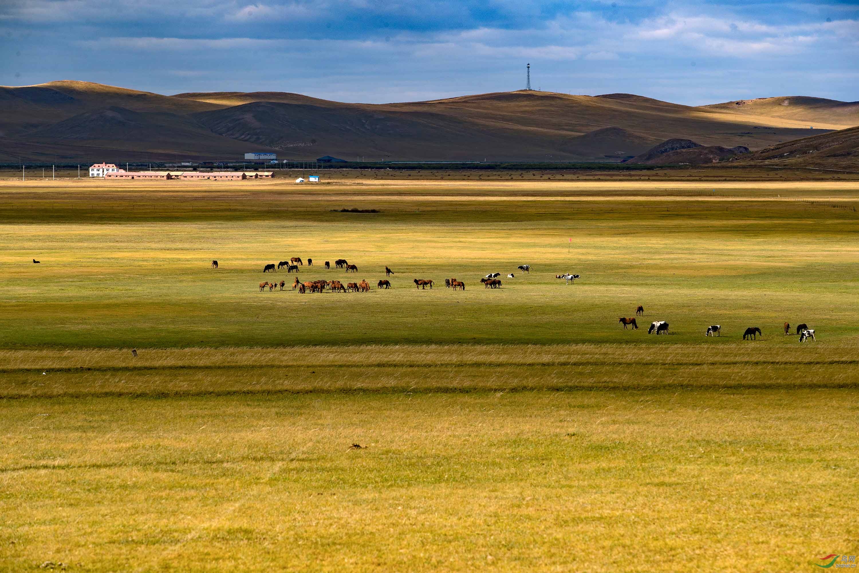 获拍的 乌林鸮送给大家,请各界老师多多指点!