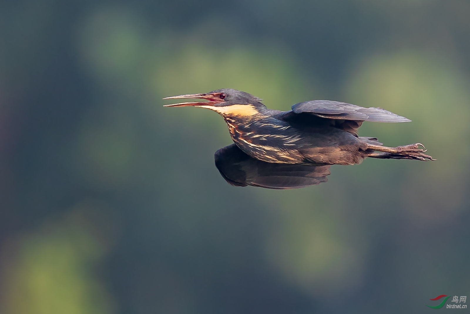 黑苇鳽