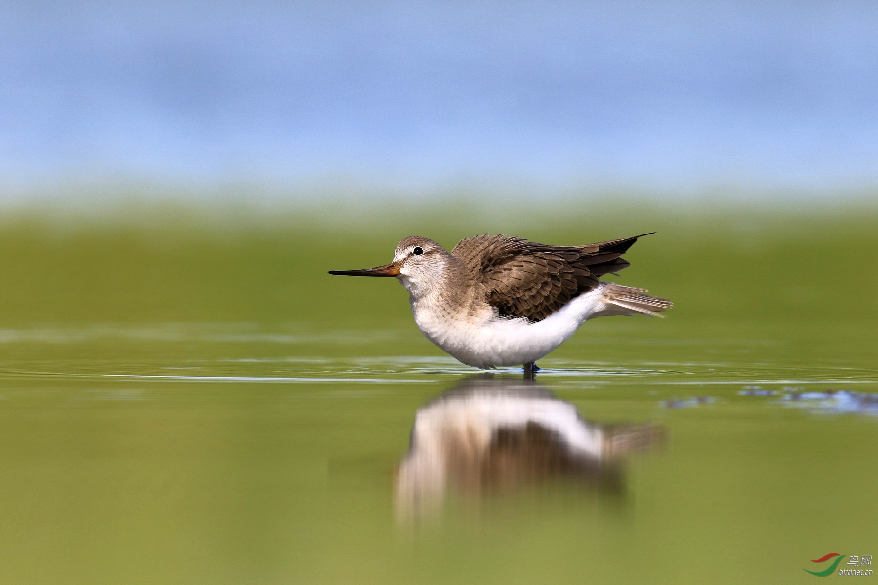 那年偶遇翘嘴鹬