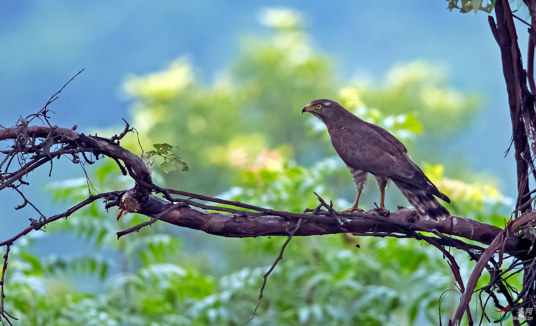 树上的灰脸鵟鹰