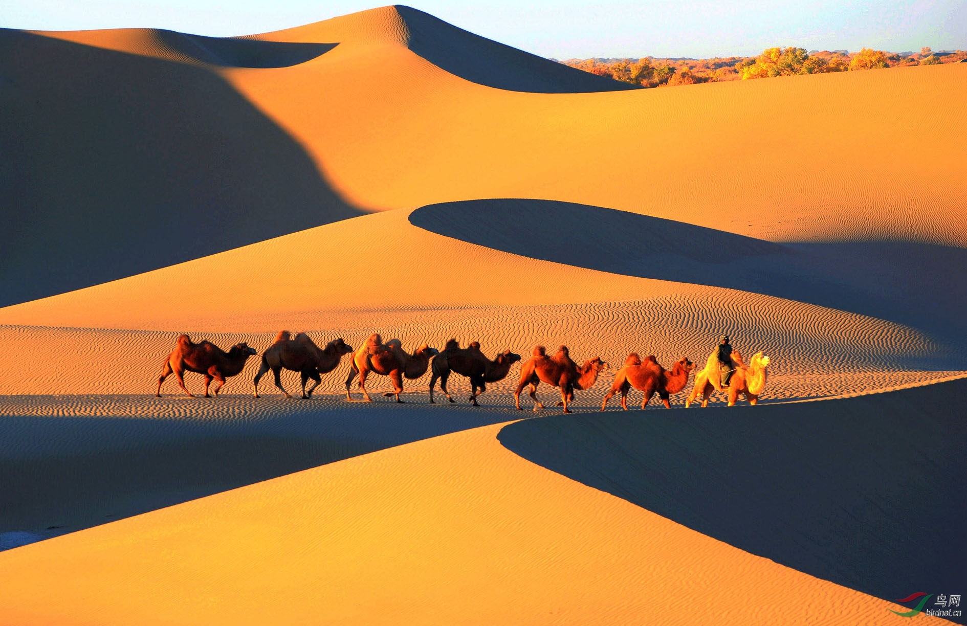 大漠恭贺首页精华