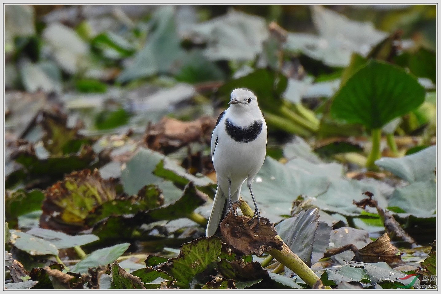 ��������ʹ��12��