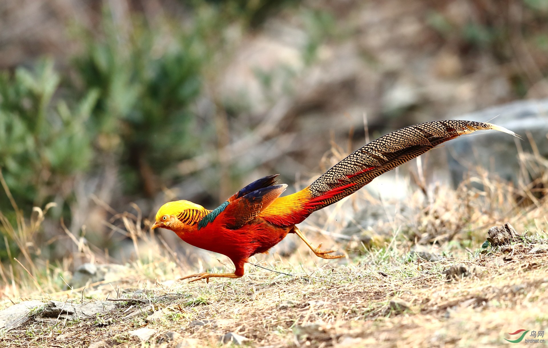 奔跑红腹锦鸡