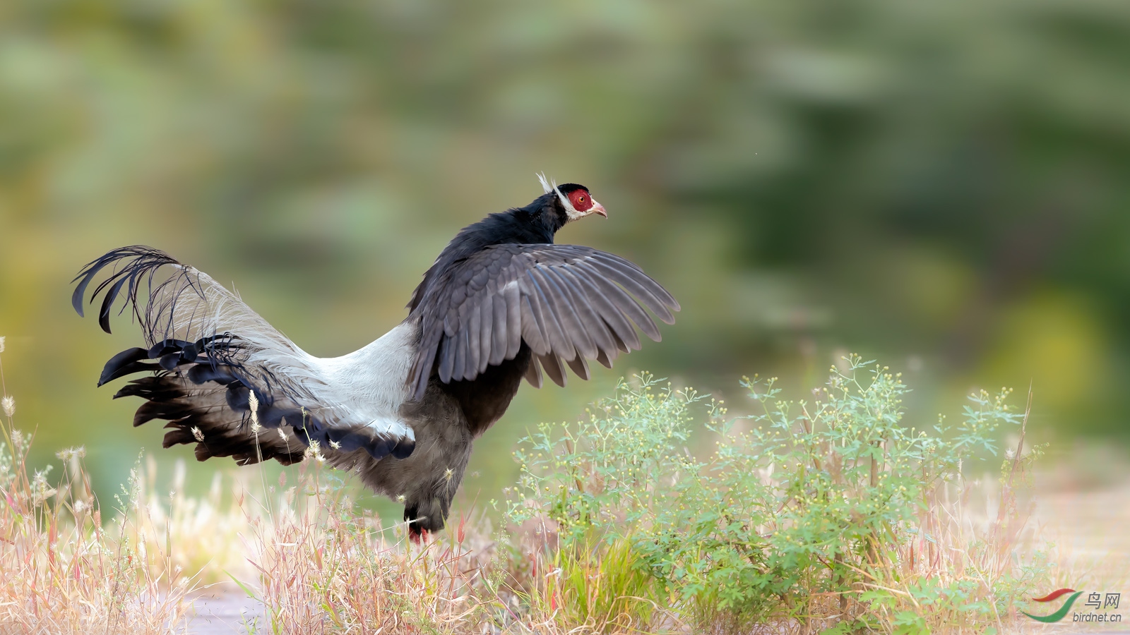 褐马鸡(恭贺获得鸟类精华)