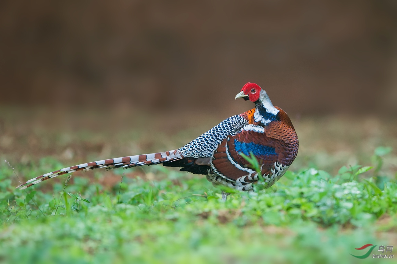 白颈长尾雉 - 广东版 guangdong鸟网