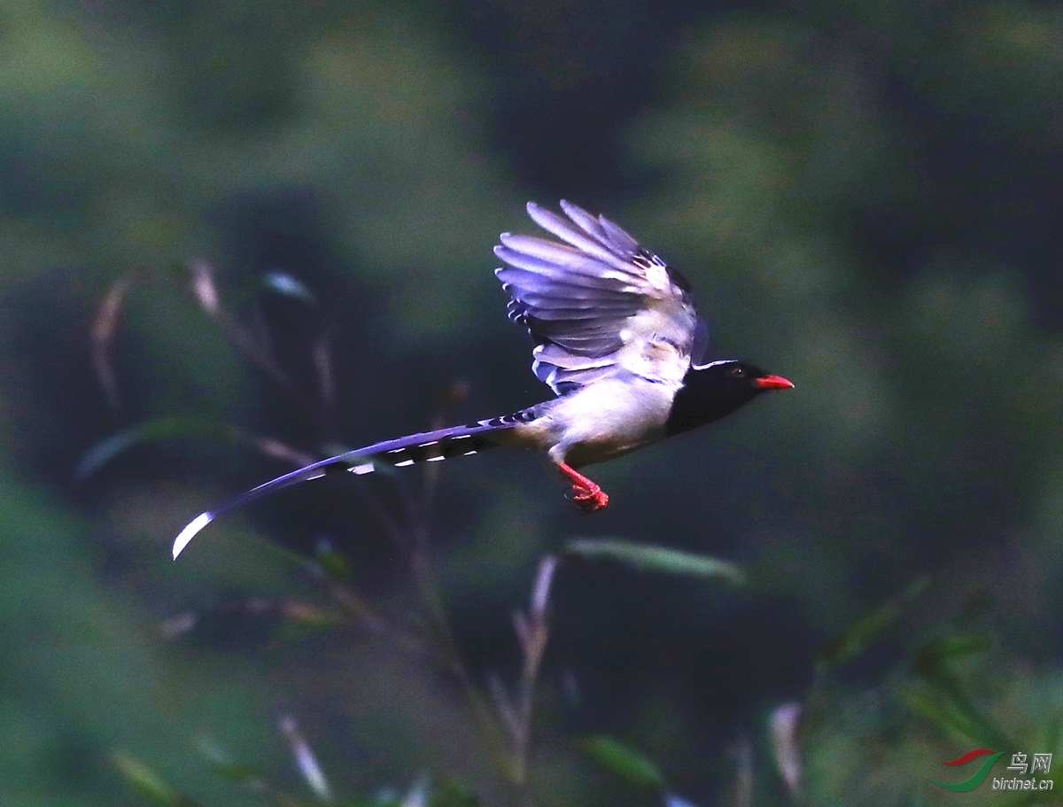 神似凤凰的红嘴蓝尾喜鹊