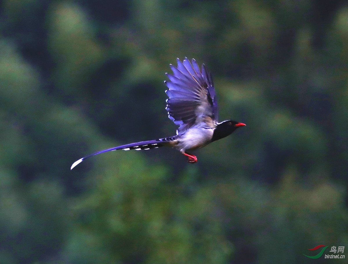 神似凤凰的红嘴蓝尾喜鹊