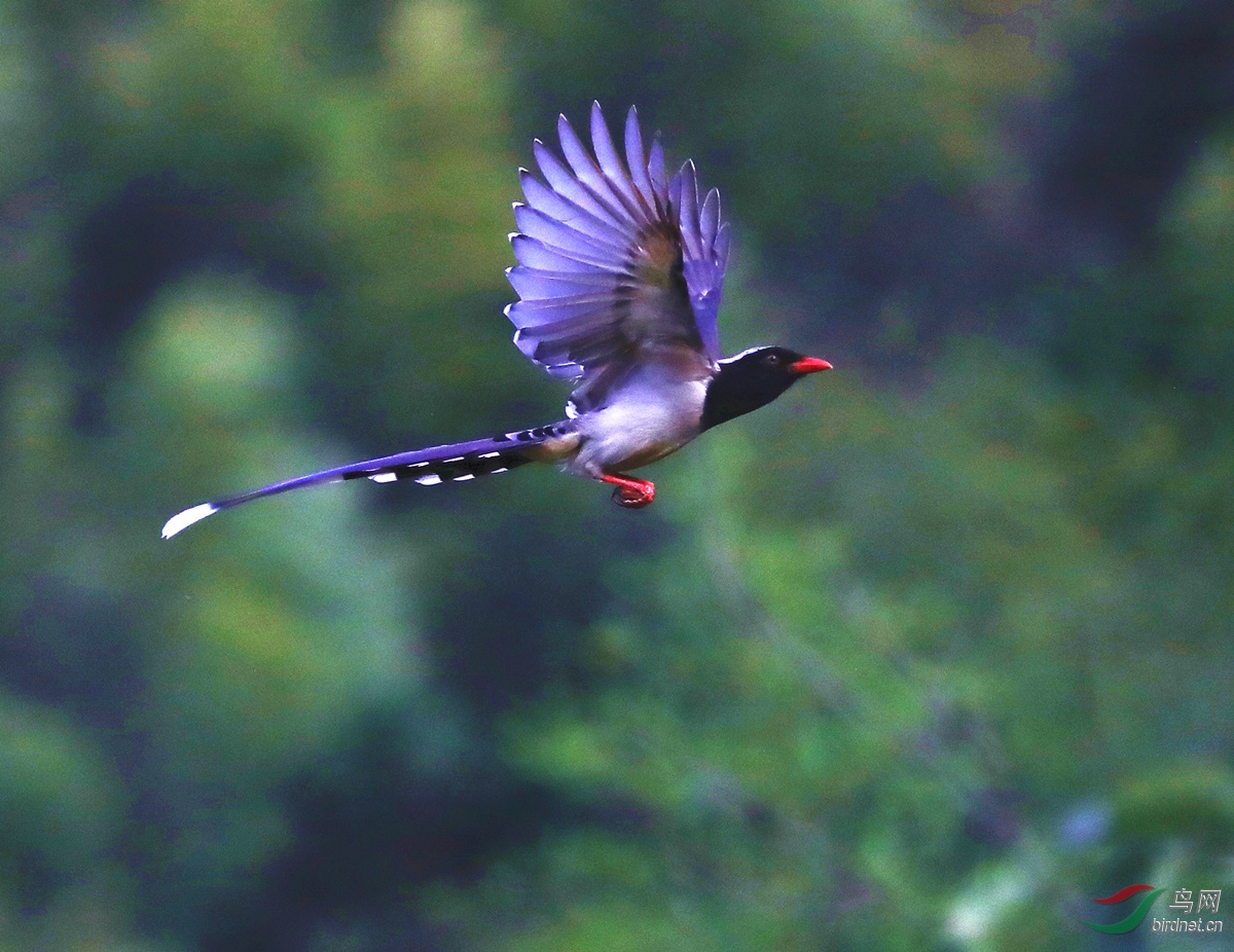 神似凤凰的红嘴蓝尾喜鹊