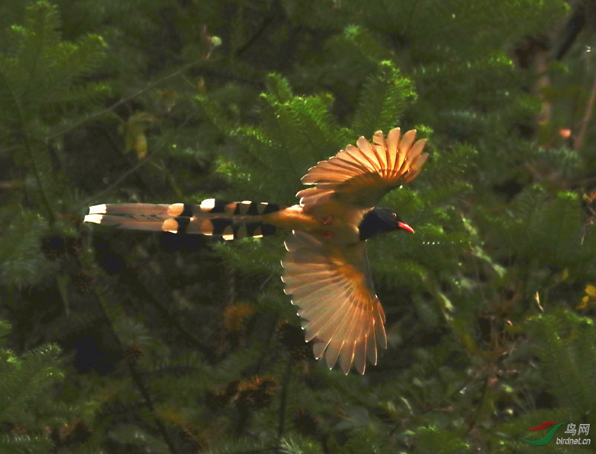 神似凤凰的红嘴蓝尾喜鹊