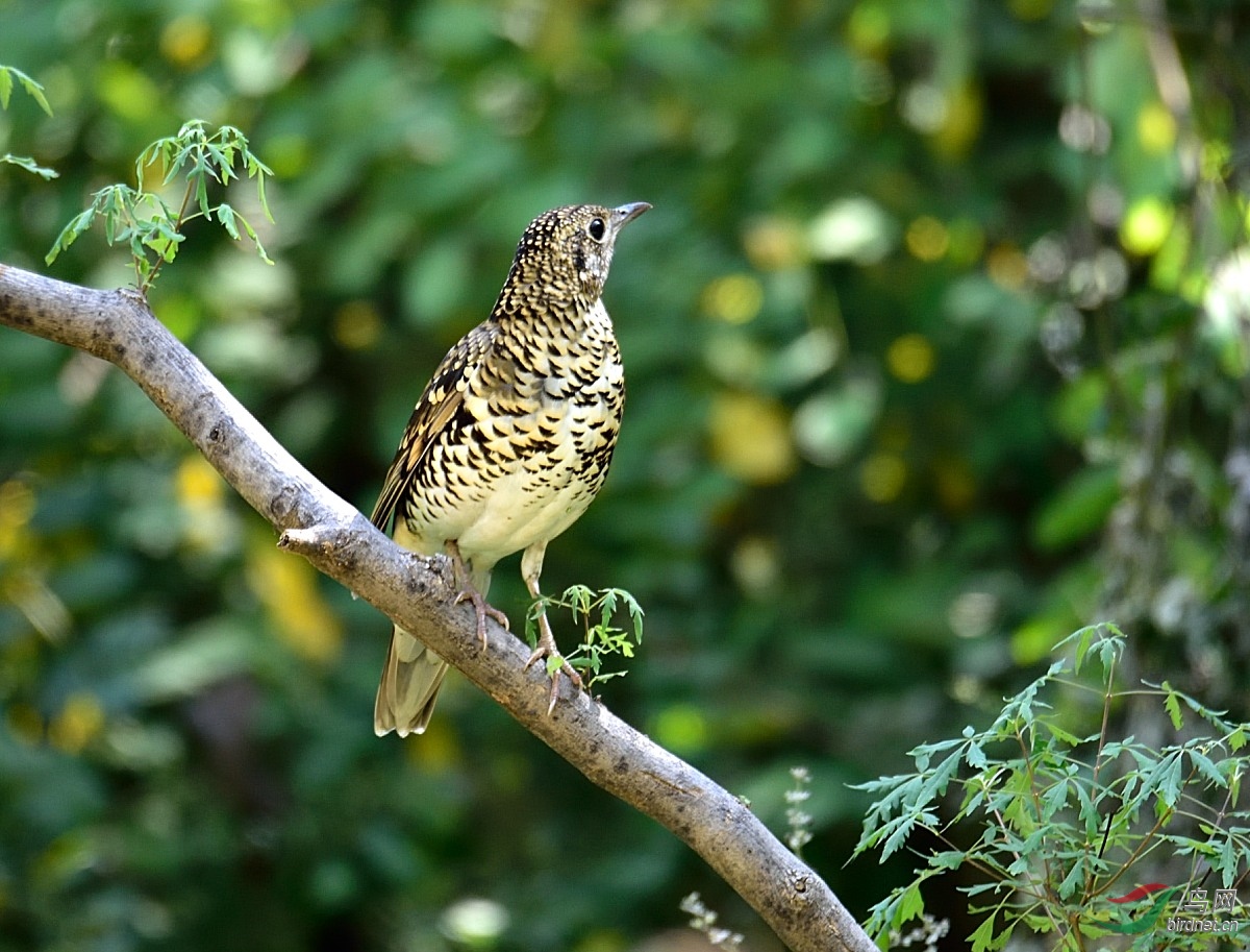 虎斑地鸫 - 林鸟版 鸟网