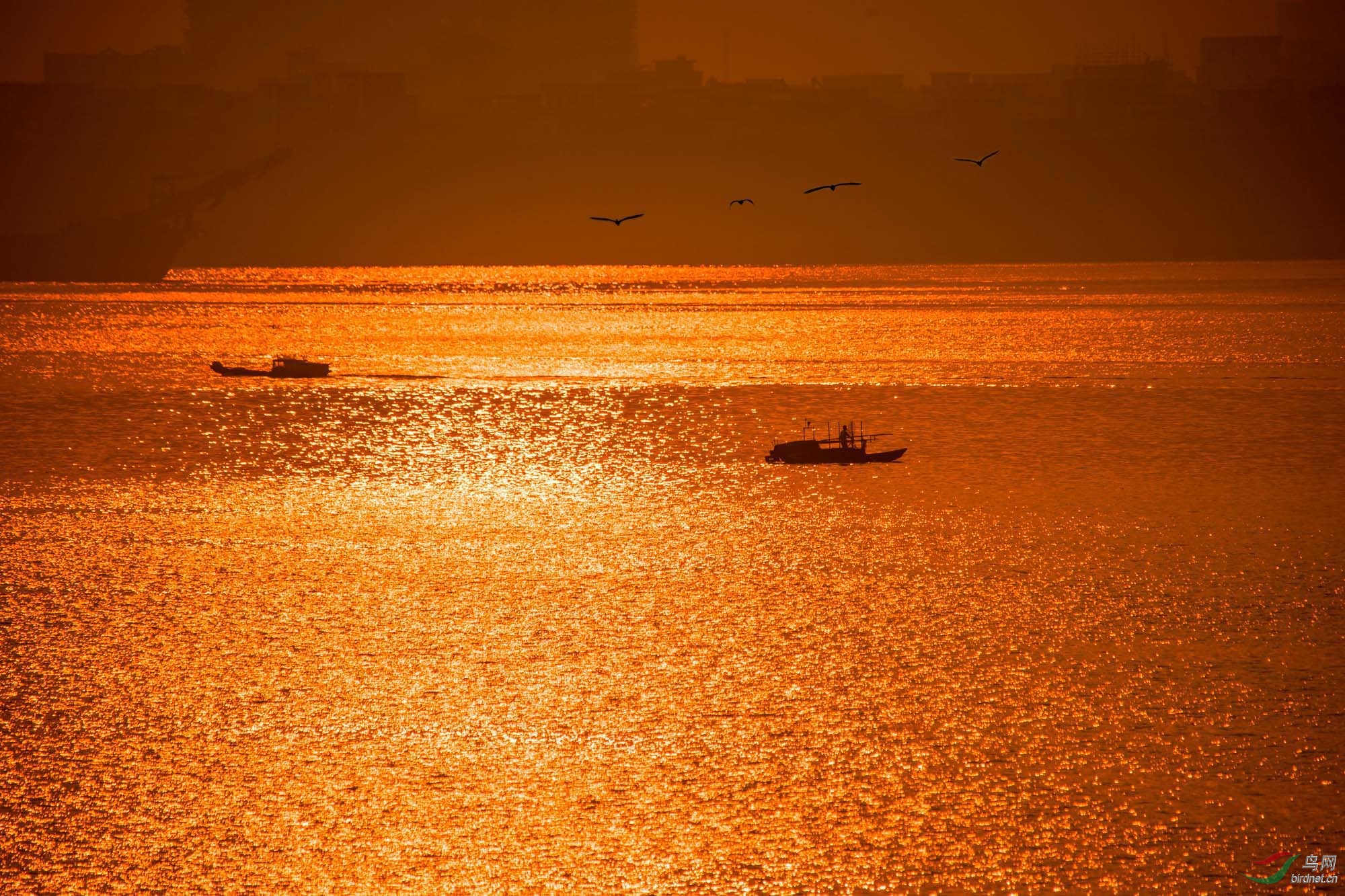 日照满江红------西江河 - 贵州版 guizhou 鸟网