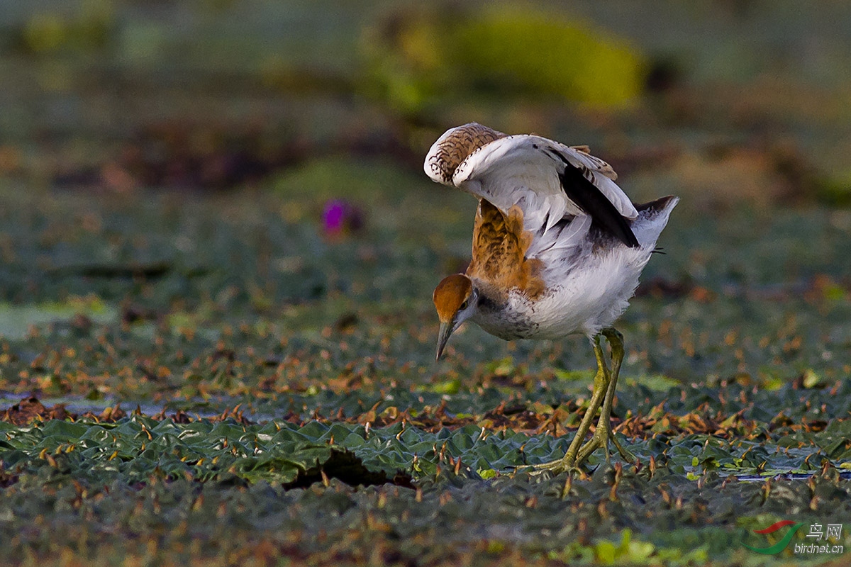 大泽湖拍鸟——水雉(亚成)
