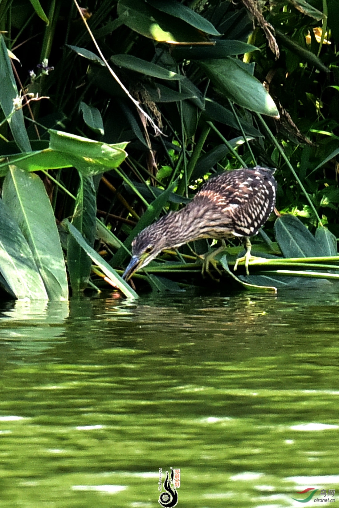 DSC_0176.JPG