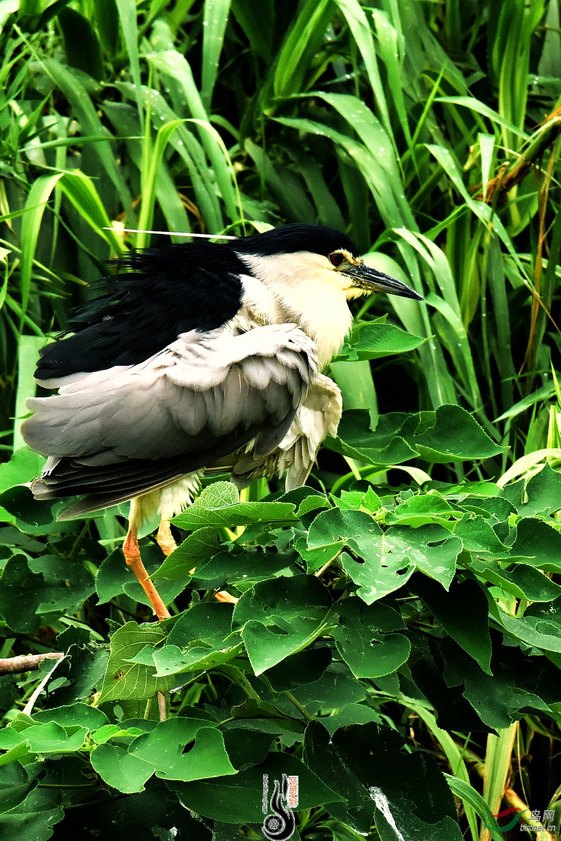 DSC_0183.JPG