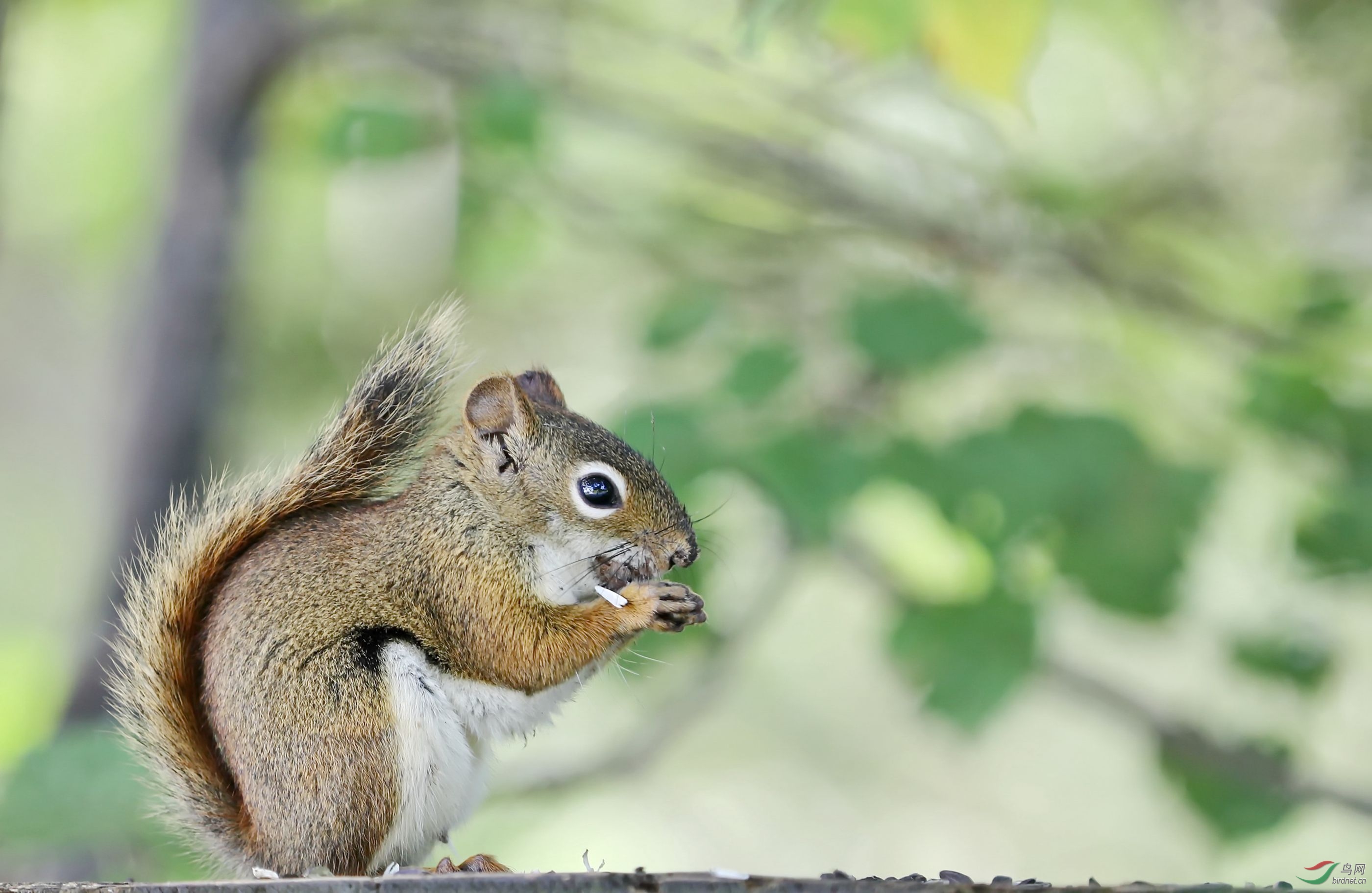 松鼠- 海南版 hainan 鸟网