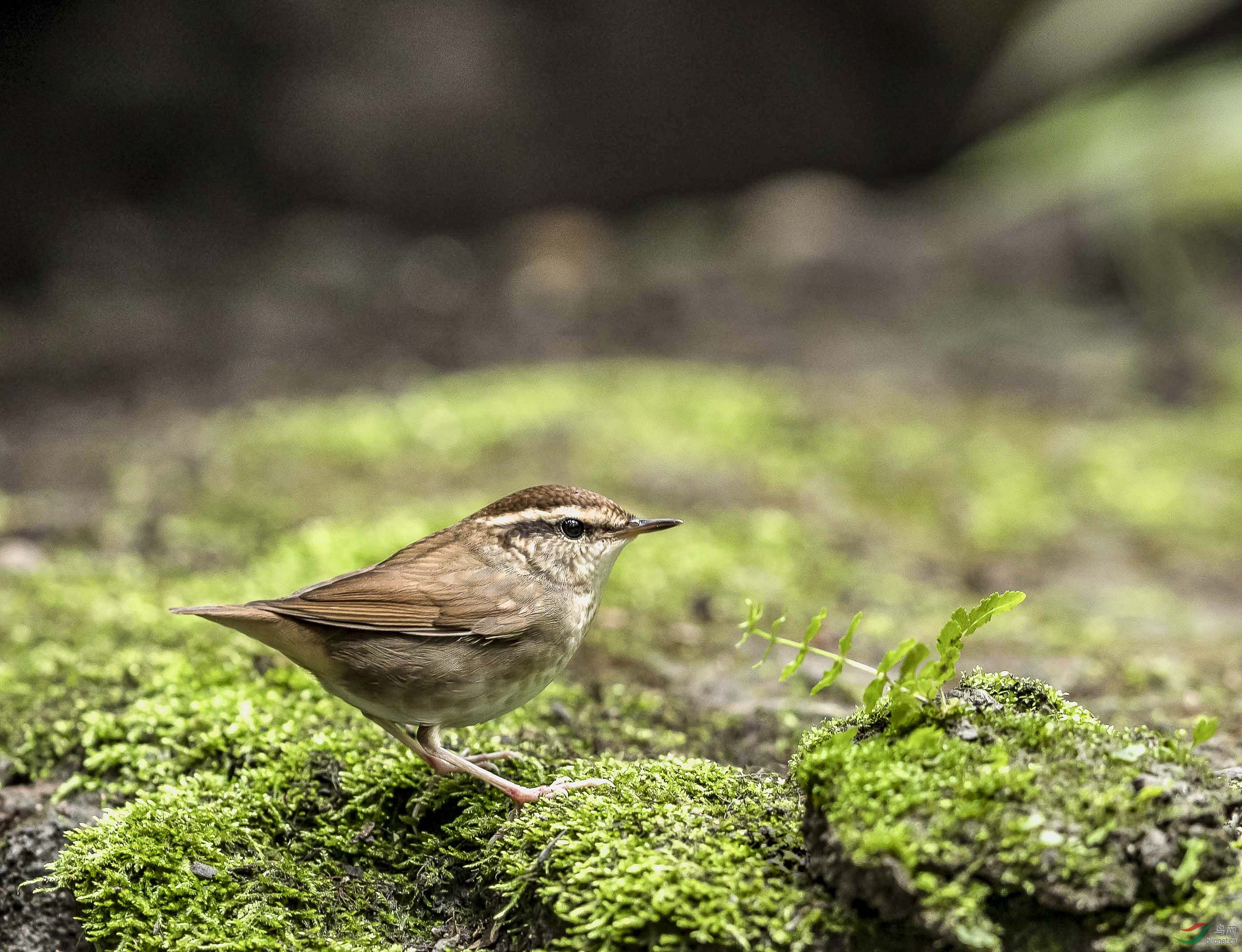 鳞头树莺-四川大学的稀客
