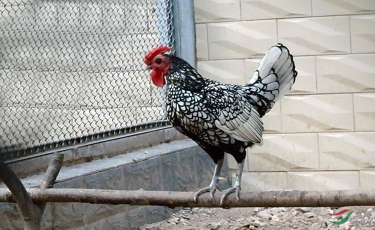 波兰鸡