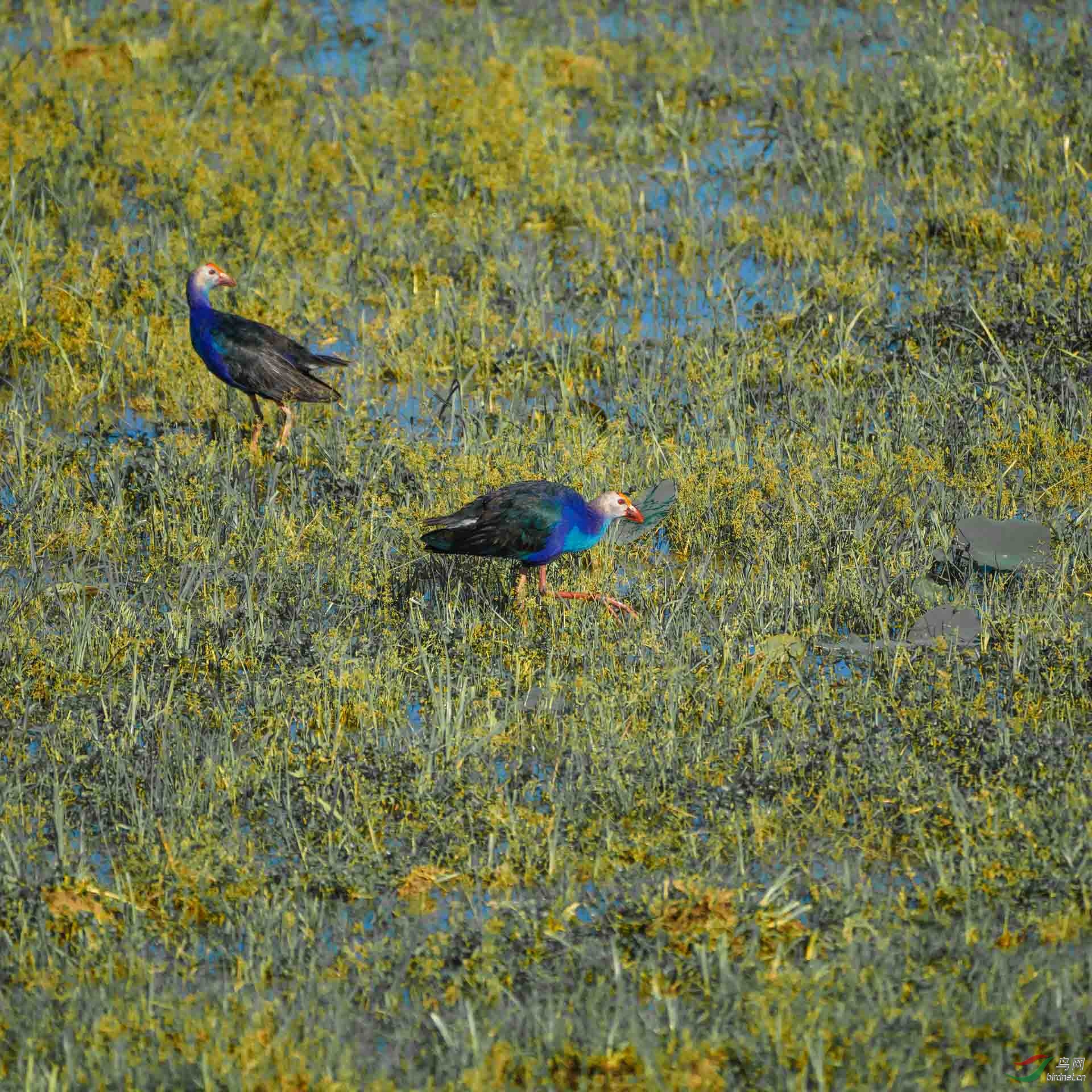 ����-��ˮ��