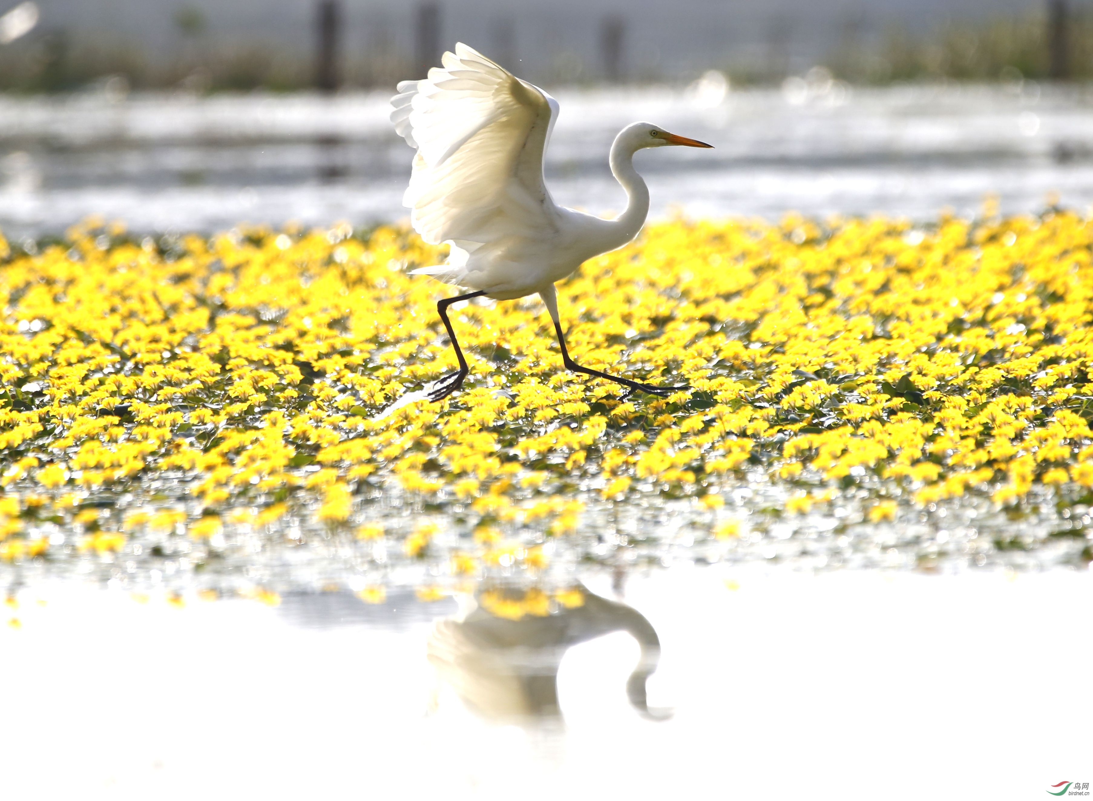 随拍保山青华海湿地公园鹭鸶翩翩起舞