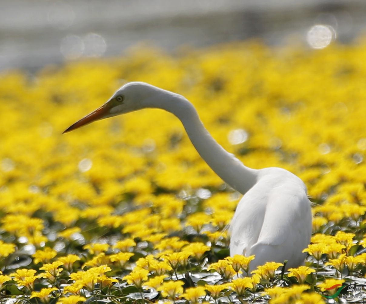 随拍保山青华海湿地公园鹭鸶翩翩起舞