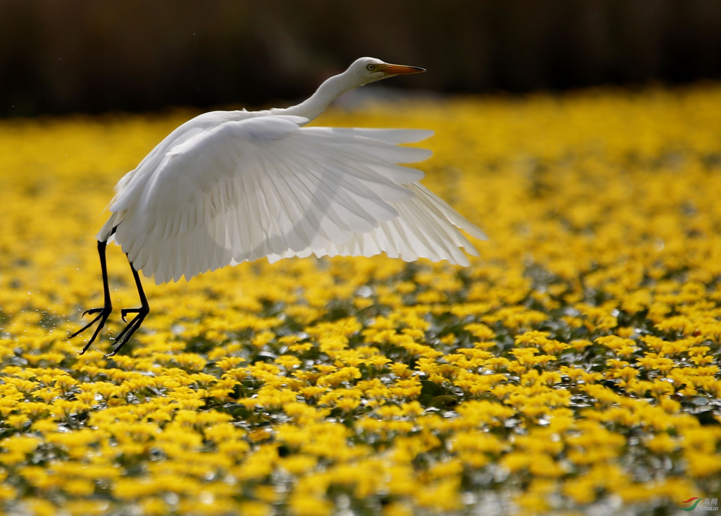 随拍保山青华海湿地公园鹭鸶翩翩起舞