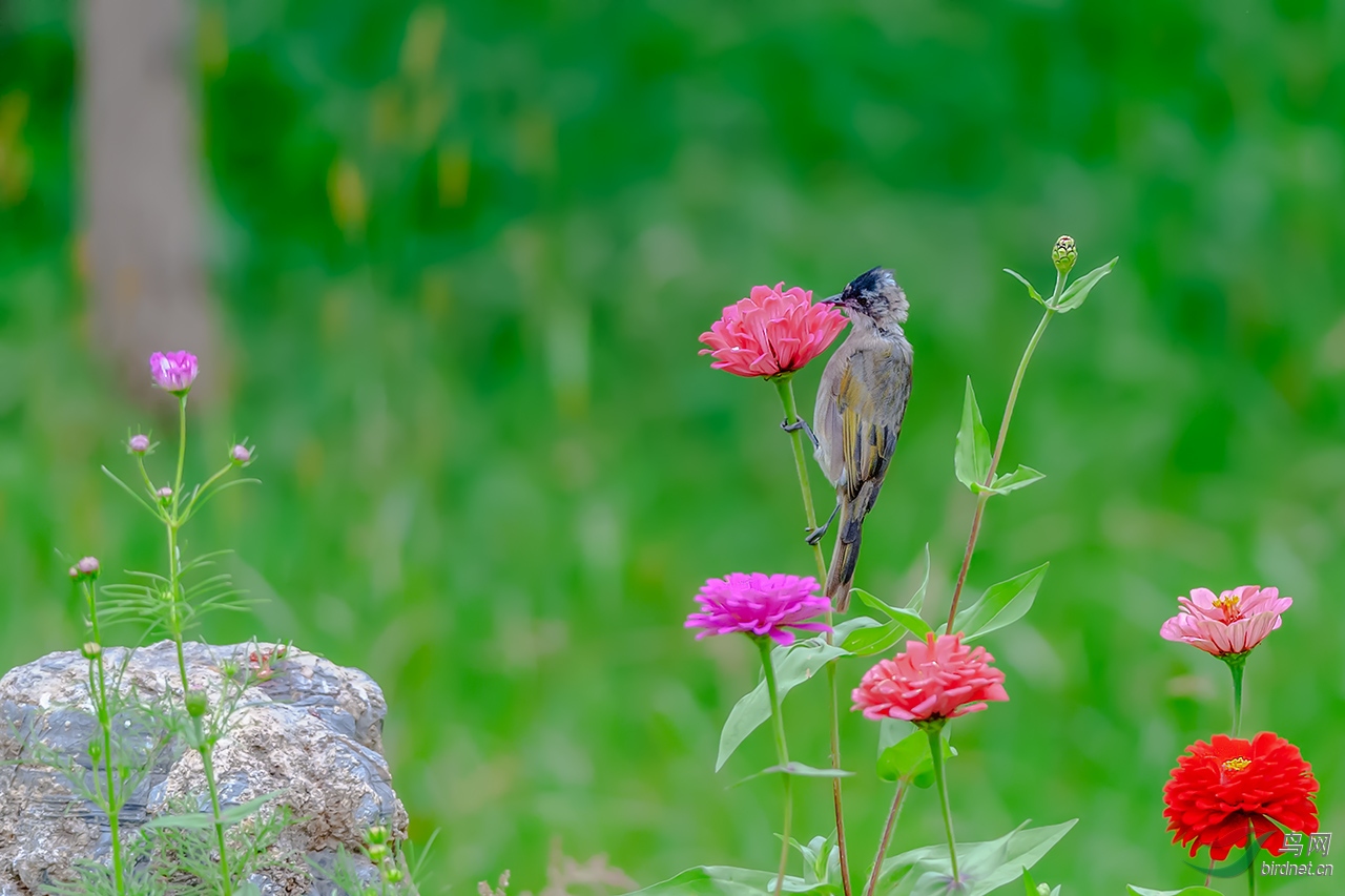 花鸟图―白头鹎