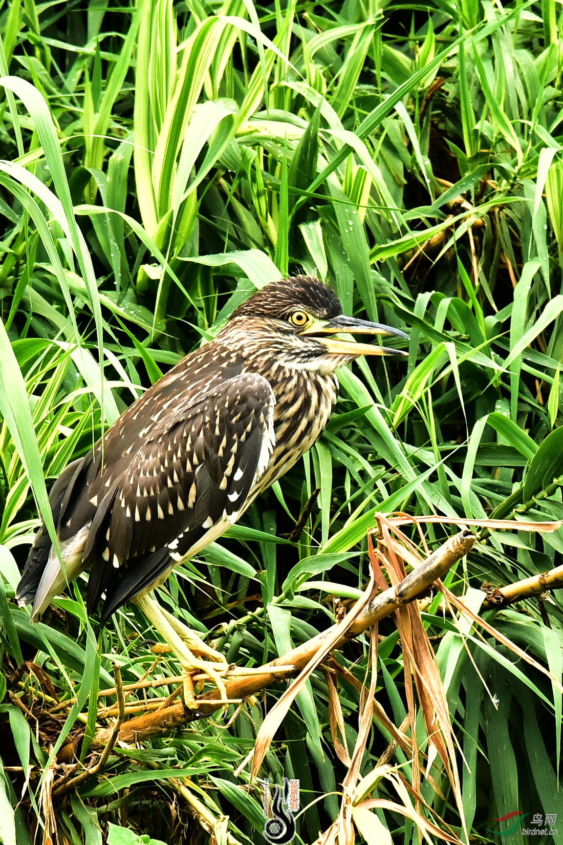 DSC_0212.JPG