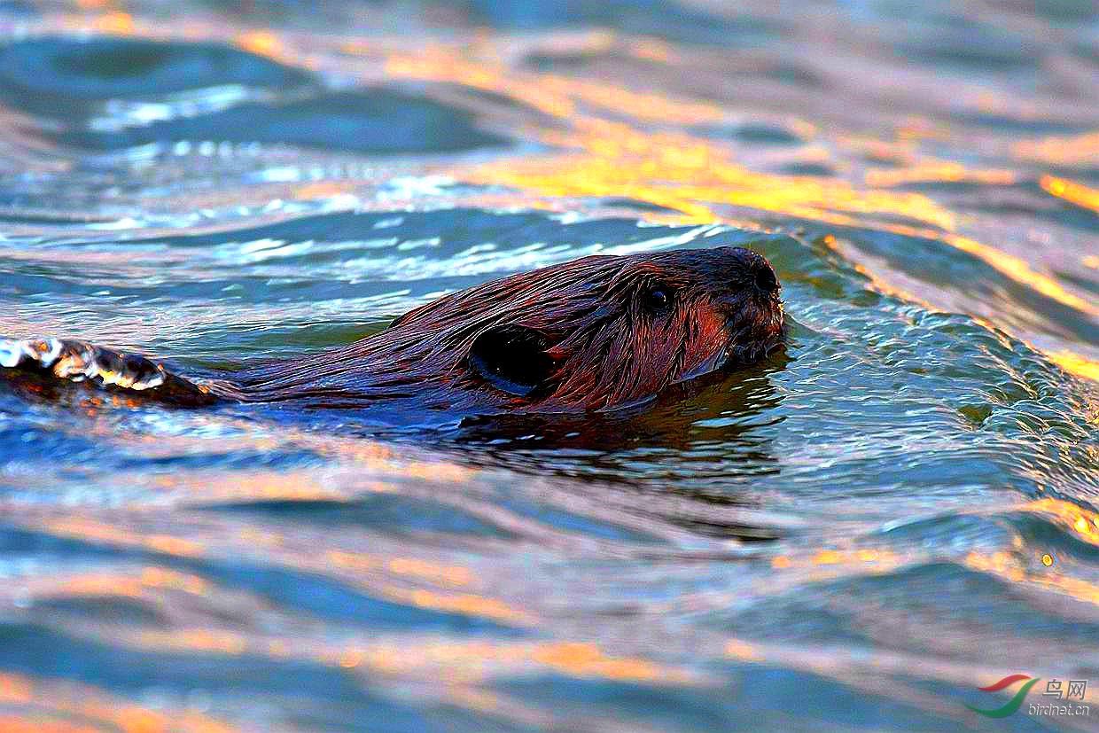 海狸鼠【悠哉游哉】