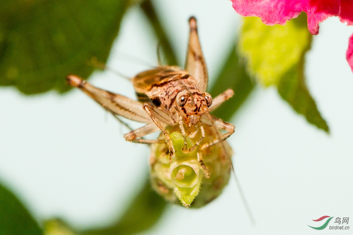 金蛉子的面部细节