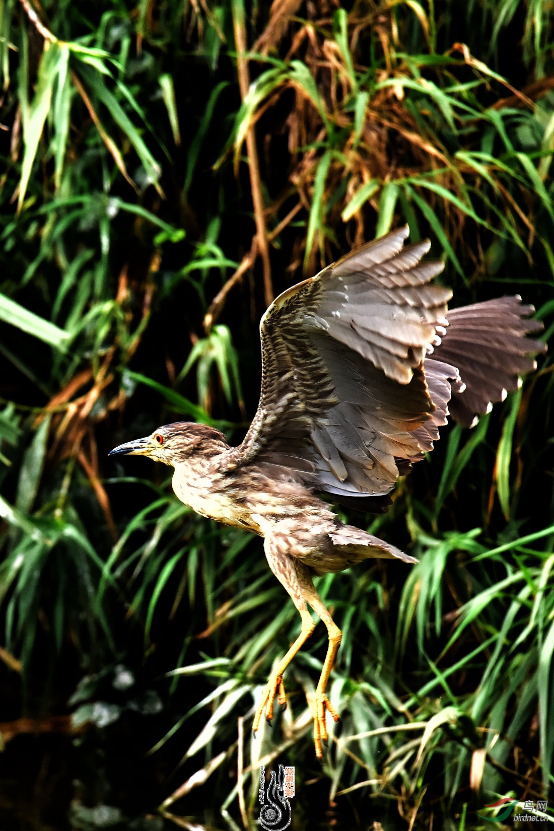 DSC_0286.JPG