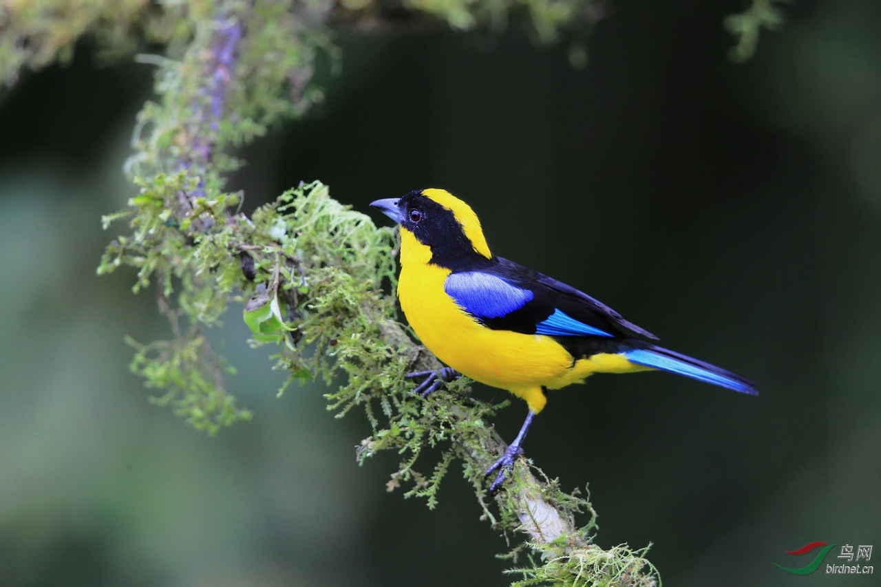 蓝黄色美鸟荣获首页精华