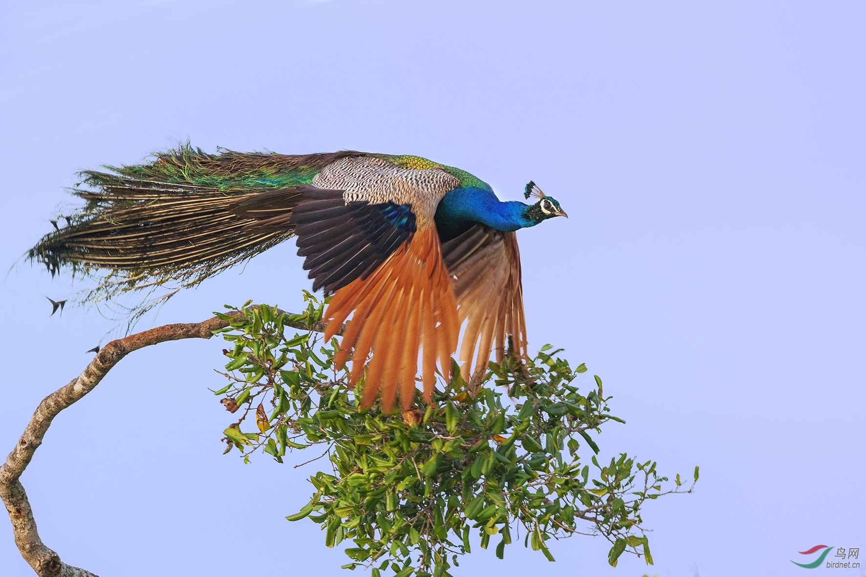 斯里兰卡蓝孔雀荣获首页精华