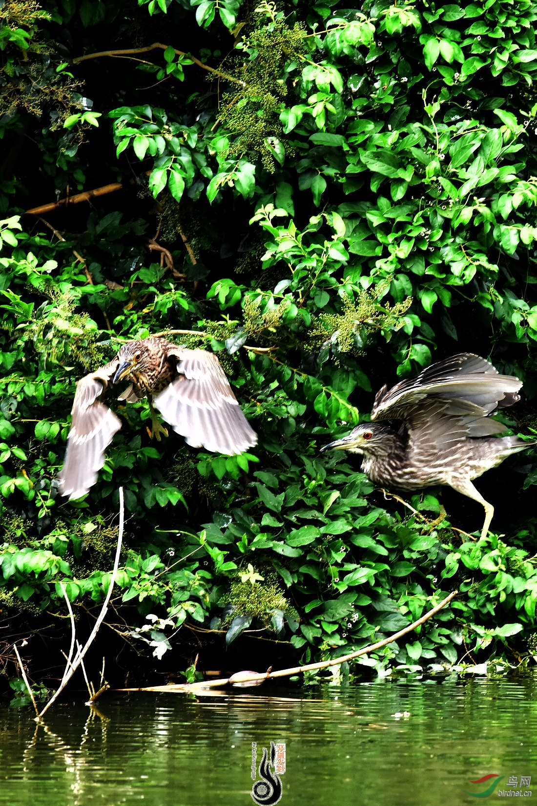 DSC_0336.JPG
