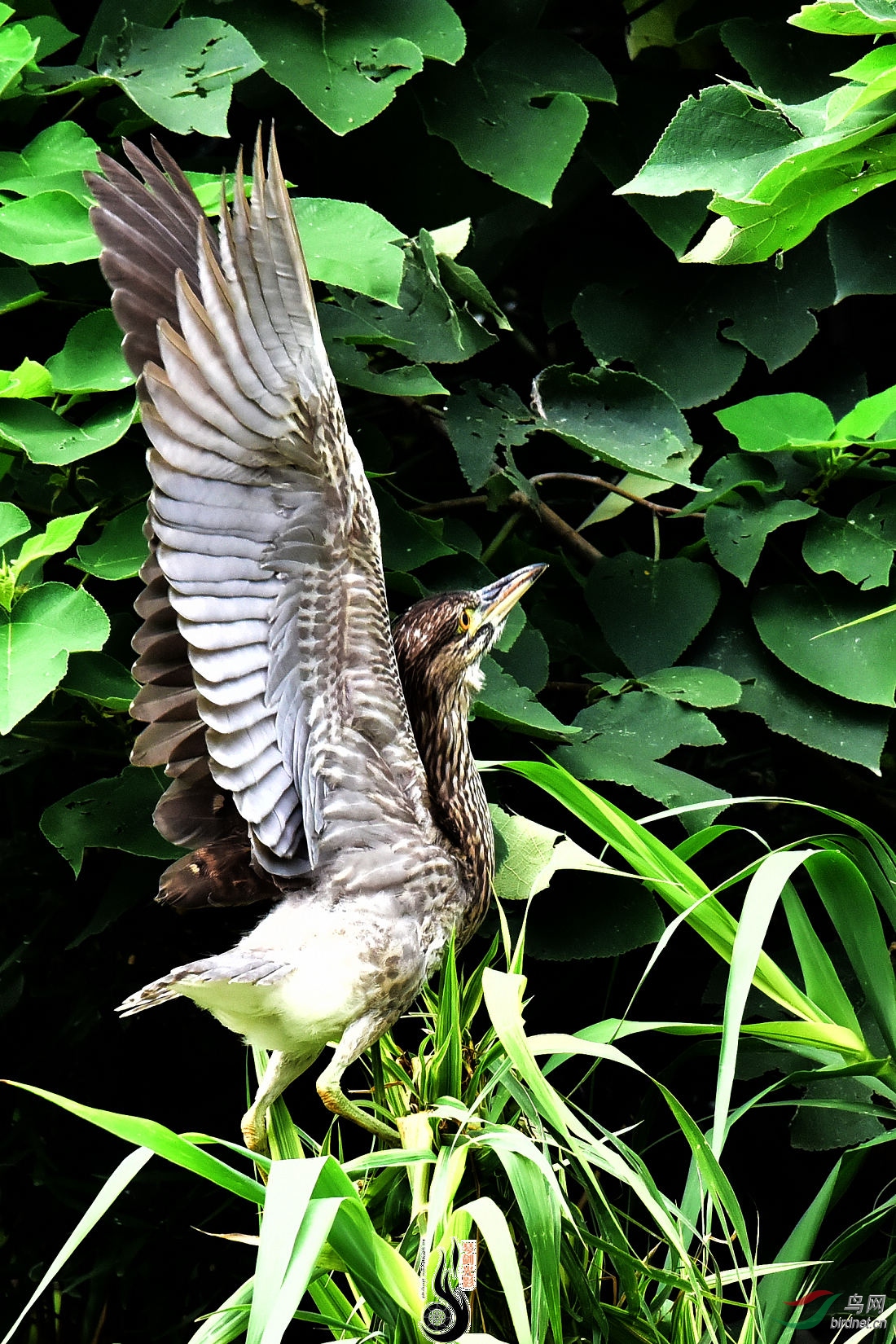 DSC_0343.JPG